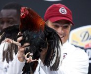 Sir Big Spur returns USC’s rooster mascot won’t get a new name after all Really!!