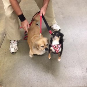 Mini meets Sammy at pet smart