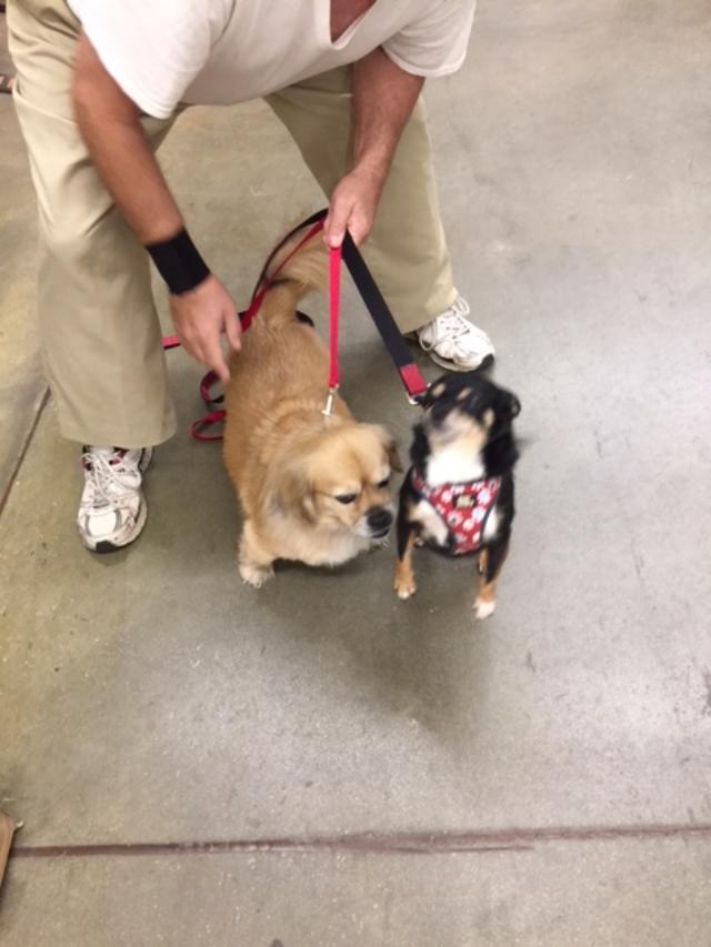 Mini meets Sammy at pet smart