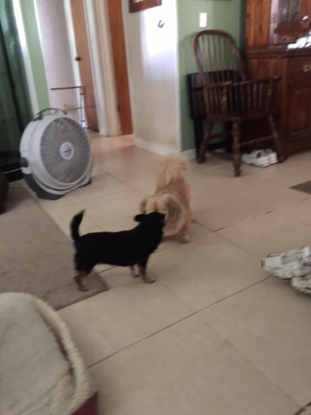 Sammy and Mini getting to know each other