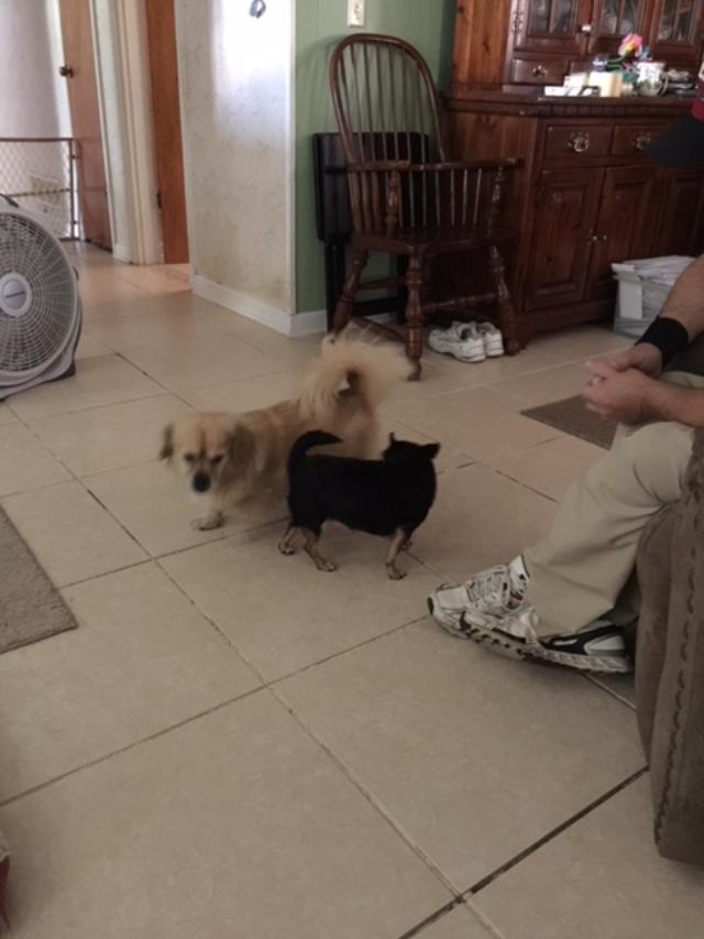 Sammy and Mini still trying to know each other