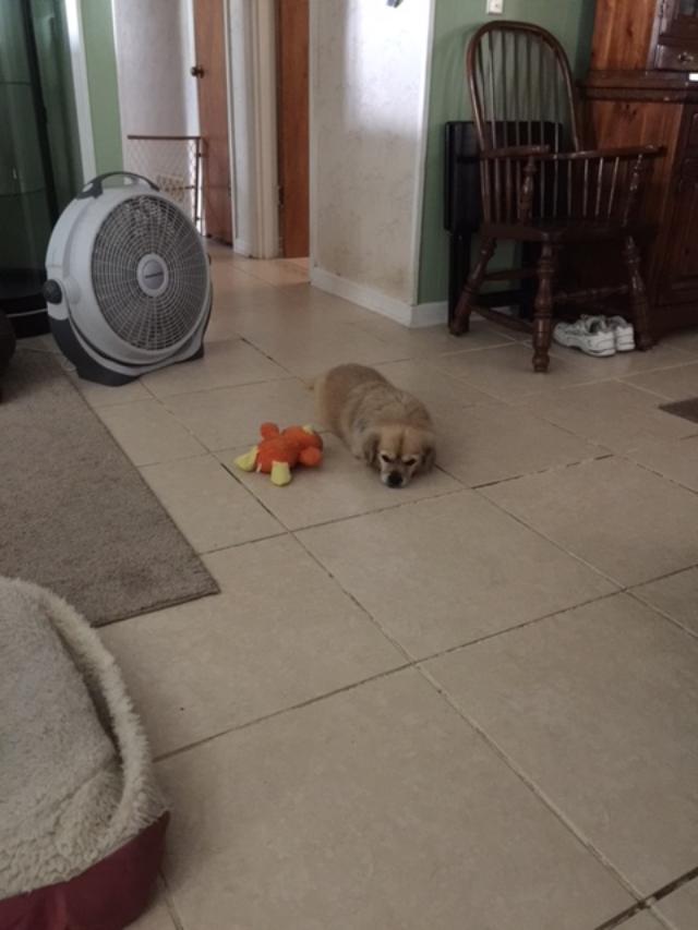 Sammy napping with his favorite toy beside him